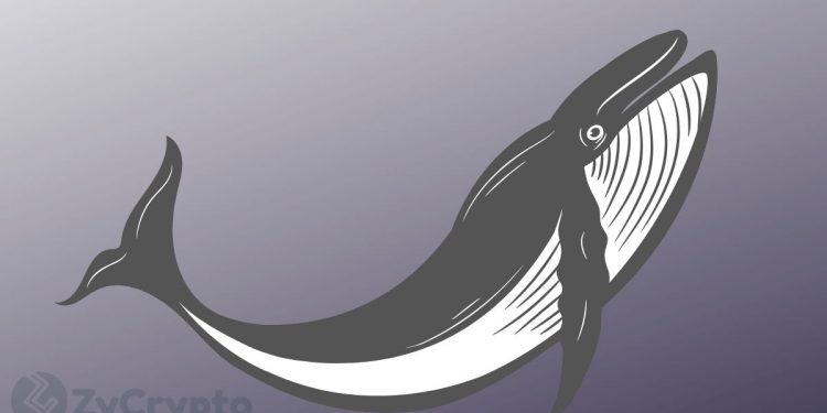 Whales Are Responsible For Bitcoin’s Latest Rally, NOT China: Peter Schiff